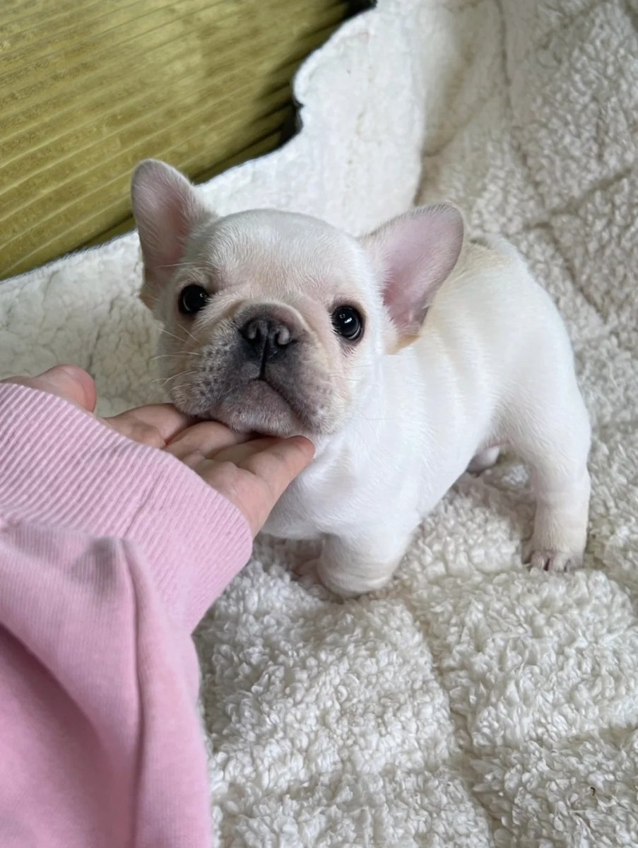 やっぱり可愛いみたいですがどういうことですか?笑笑です