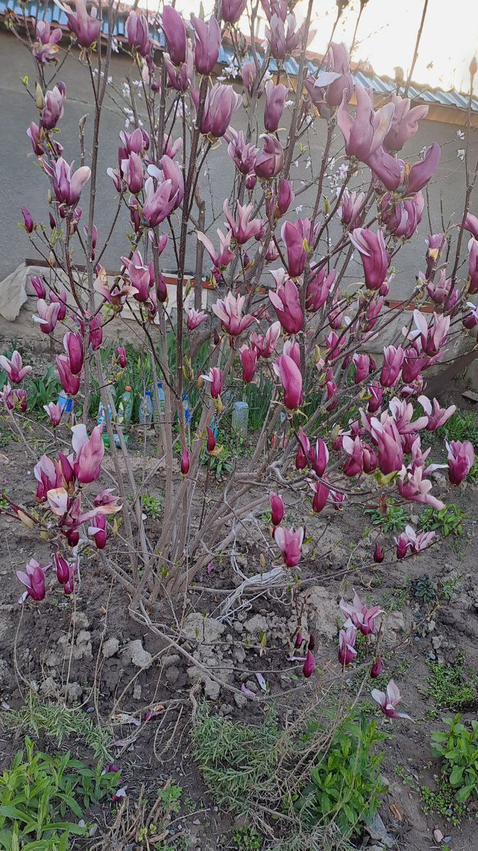 Magnoliya kuchatlarimiz bor sotuvda