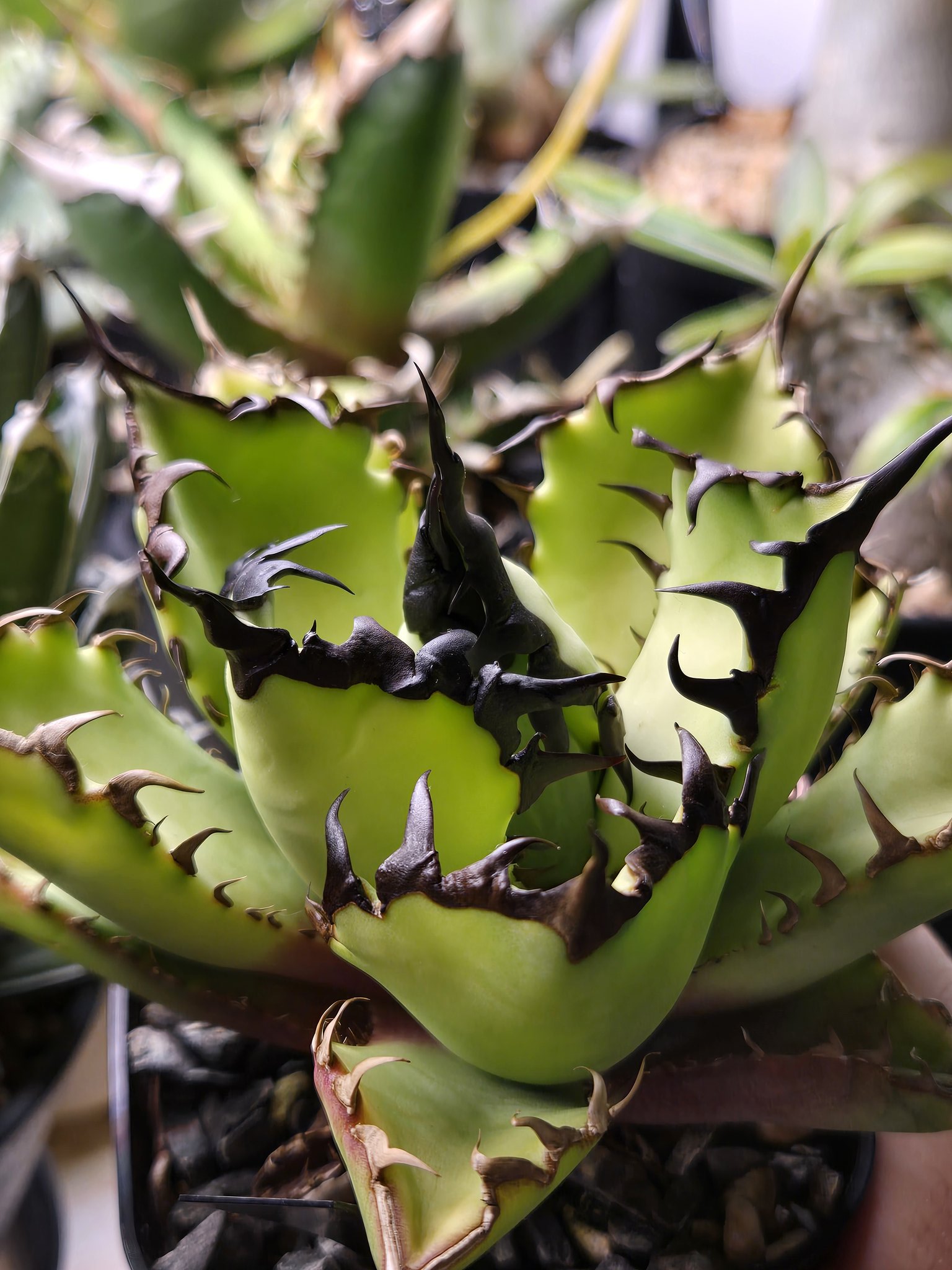 TANIKU様 Hoshi☆Taniku