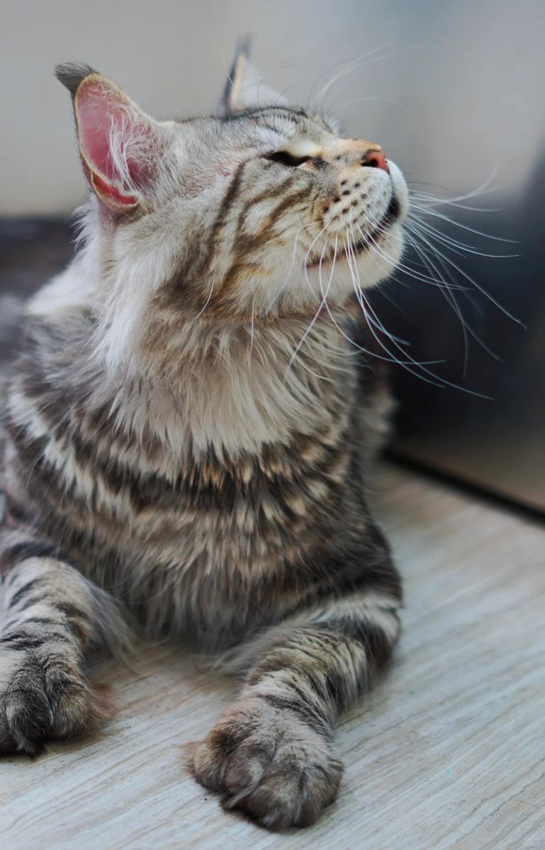 Dancinghsxa's tweet image. 私は顔が凶暴なだけで、私はとても優しいです!