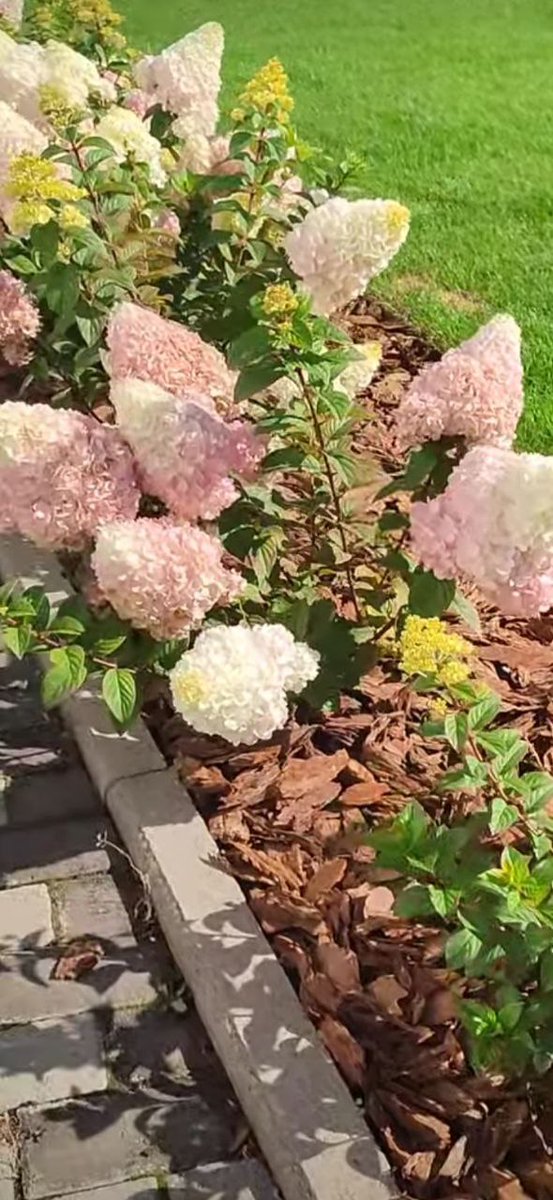 Metelchatiy Gartenziyalarimiz bor