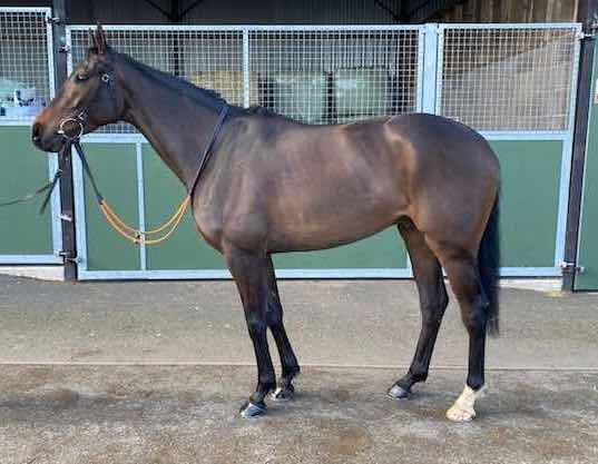 Tattersalls Online (@tatts_online) on Twitter photo ๐ฆ๐ง๐๐ง๐๐ is a winning juvenile hurdler & was 2nd in a Gr.2 in November. He is sold with a Cheltenham Festival entry.
The son of CLOVIS DU BERLAIS is Lot 93 in the #TattsOnline March Sale.
secure.tattersalls.com/online/OMA25/Mโฆ
๐4 - 5 March
<a href="/O_J_murphy91/">Olly Murphy</a> ๐ฆ๐ง๐๐ง๐๐ is a winning juvenile hurdler & was 2nd in a Gr.2 in November. He is sold with a Cheltenham Festival entry.
The son of CLOVIS DU BERLAIS is Lot 93 in the #TattsOnline March Sale.
secure.tattersalls.com/online/OMA25/Mโฆ
๐4 - 5 March
<a href="/O_J_murphy91/">Olly Murphy</a>