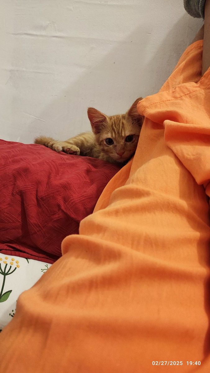 ✨Roro Sukesi✨ tweet media