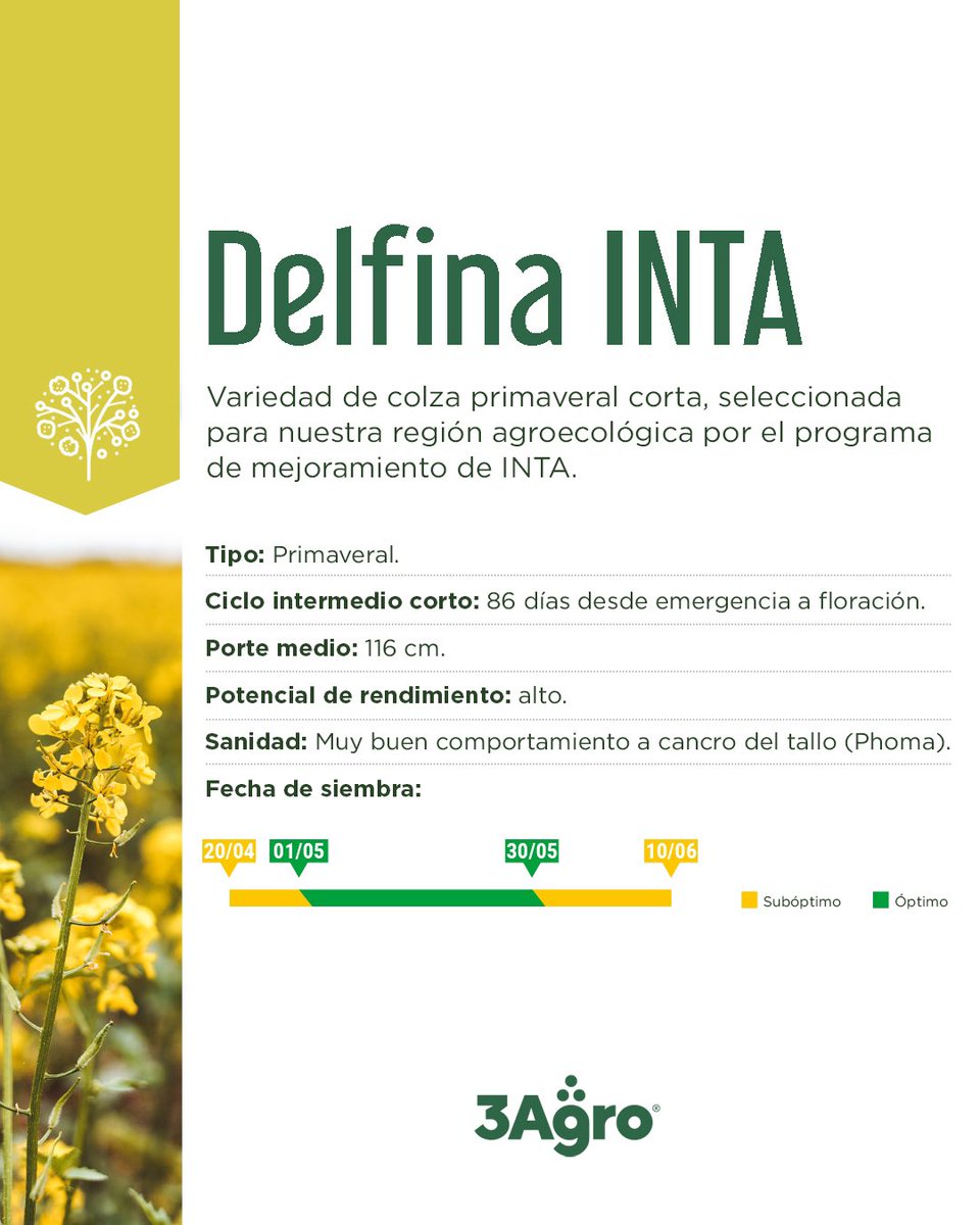 C O L Z A⤵️

🟡𝗠𝗮𝗰𝗮𝗰𝗵𝗮 𝗜𝗡𝗧𝗔, variedad de ciclo intermedio-largo, permite sembrar más temprano que el resto de las variedades primaverales. Ideal para siembras tempranas entre 20 de abril y 20 de mayo.
(Sigue👇)