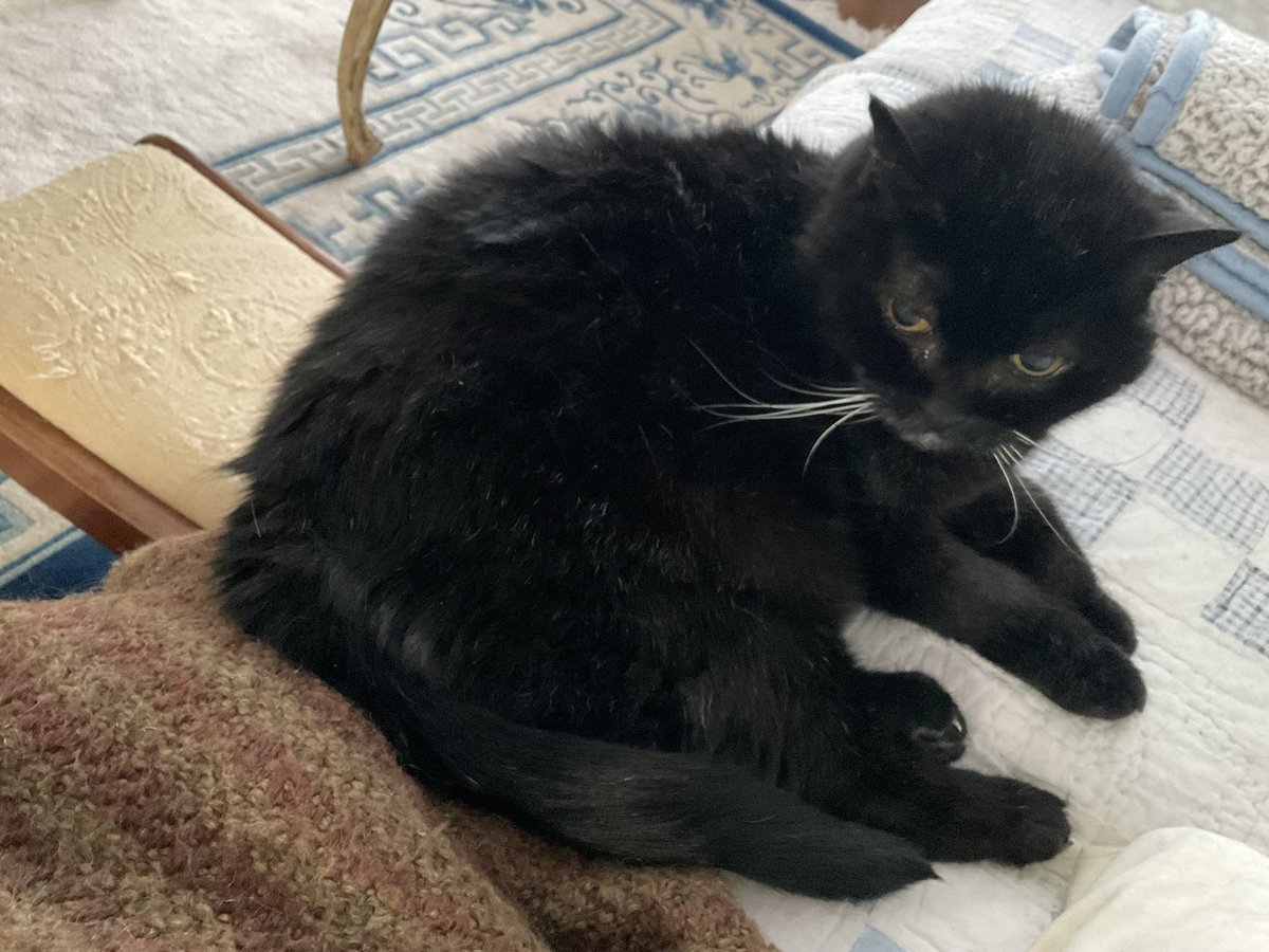 SqueakynBB (@squeakynb) on Twitter photo Iโve been absent. Iโm busy nursing Mom. Sheโs not doing too well. They did 3 root canals on her and she looks funny with a swollen face ๐ <a href="/DebraD17888013/">Debra D</a> <a href="/IndyCatBear1/">IndyCatBear</a> <a href="/Andy18512371/">Maggie and ๐ Scribbles ๐</a> <a href="/starbuckssue/">๐Tia ๐งกPhoebe ๐โค๏ธAngel Plum ๐๐Angel Boo โ
๏ธ๐โ
๏ธ</a> <a href="/MrsToggit/">Pickle ๐ค๐คFinlay๐งก๐ค & ๐Skweek ๐ค๐ค & ๐Bubble๐ค</a> <a href="/Wackelkasper/">Oscar, Sunny&Barney ๐๐</a> <a href="/Marina935home/">Marina Mueller</a> <a href="/MrNibs3/">Mr. Nibs๐</a> #SuperSeniorCatsClub Iโve been absent. Iโm busy nursing Mom. Sheโs not doing too well. They did 3 root canals on her and she looks funny with a swollen face ๐ <a href="/DebraD17888013/">Debra D</a> <a href="/IndyCatBear1/">IndyCatBear</a> <a href="/Andy18512371/">Maggie and ๐ Scribbles ๐</a> <a href="/starbuckssue/">๐Tia ๐งกPhoebe ๐โค๏ธAngel Plum ๐๐Angel Boo โ
๏ธ๐โ
๏ธ</a> <a href="/MrsToggit/">Pickle ๐ค๐คFinlay๐งก๐ค & ๐Skweek ๐ค๐ค & ๐Bubble๐ค</a> <a href="/Wackelkasper/">Oscar, Sunny&Barney ๐๐</a> <a href="/Marina935home/">Marina Mueller</a> <a href="/MrNibs3/">Mr. Nibs๐</a> #SuperSeniorCatsClub