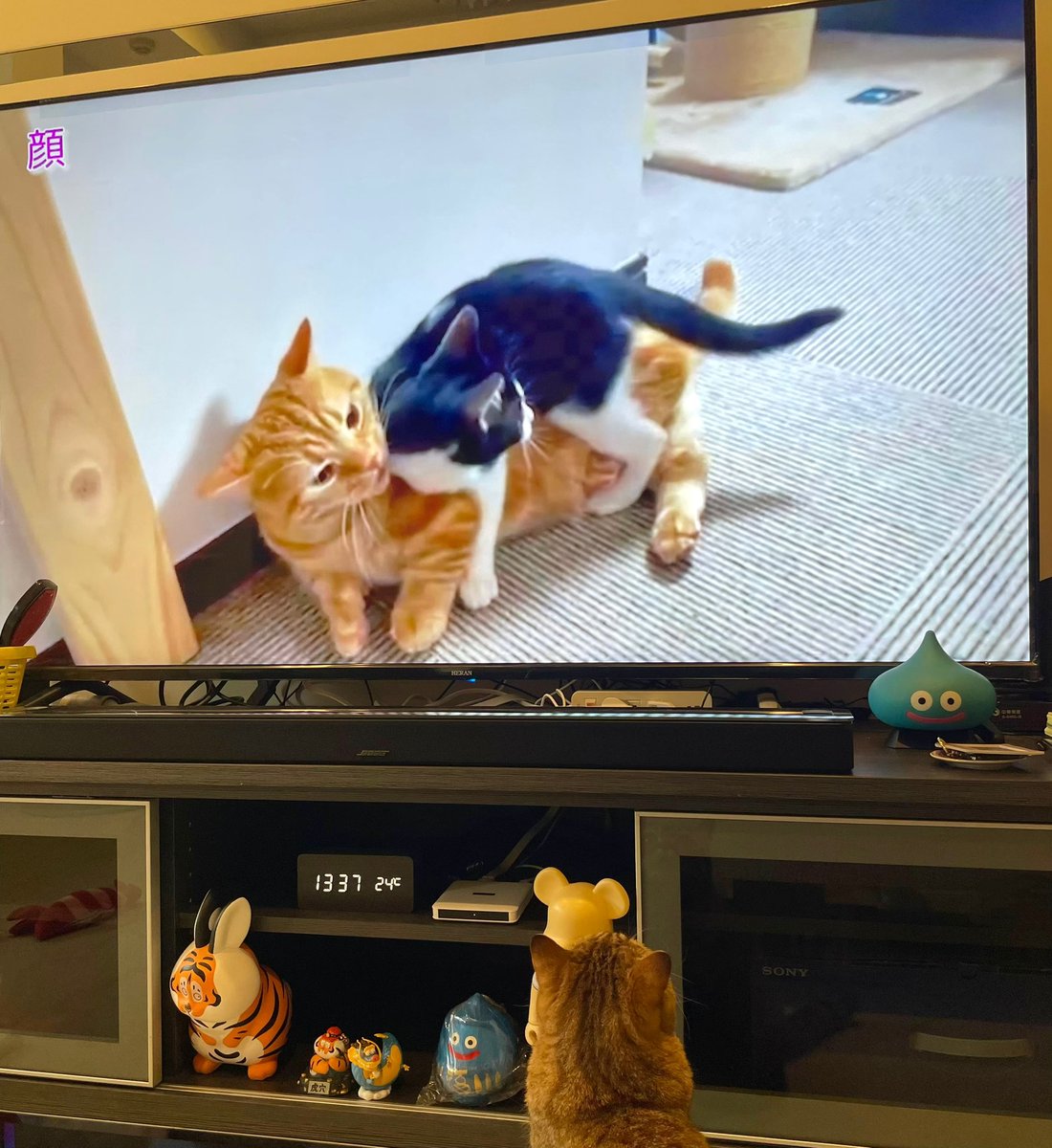 hai_chiikawa's tweet image. 我が家の老闆🐈 熱心にライバル研究してるwww

不思議なんだけど、五反ガレの会長🐈の映像には老闆真剣に見てるんだよね😂www

#さらば青春の光
#会長専務
#ブリテッシュショートヘア