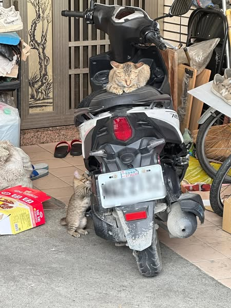 cats with jobs 🛠 tweet media
