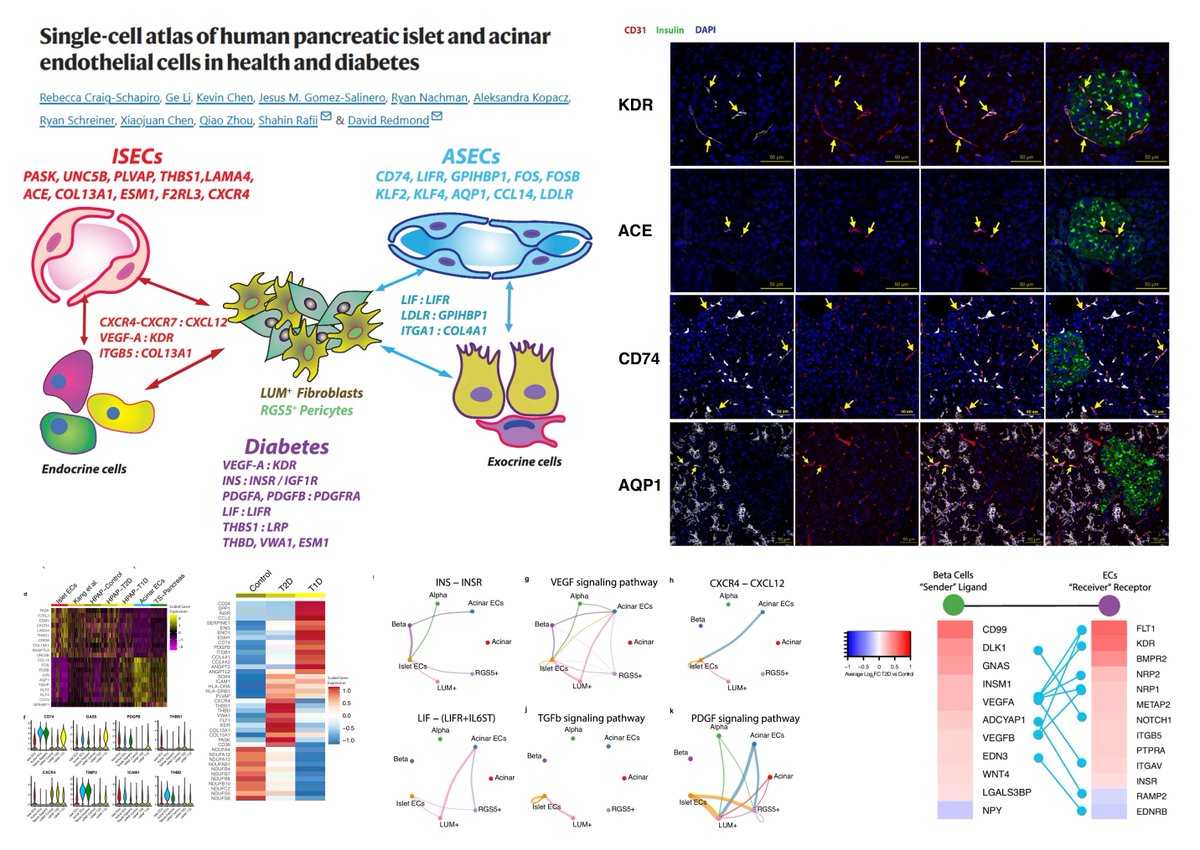 Human Pancreatic #EndothelialCell scRNAseq

Islet EC▶️PASK ACE ESM1 PLVAP UNC5B THBS1
Acinar EC▶️ AQP1 GPIHBP1 CD74 KLF2/4

Communications with RGS5+ mural cells, LUM+ fibroblasts

Impacts of #T1D #T2D
#T2D➡️
⏫EC THBS1➡️Fibroblast LRP1/mural cell TNFRSF21
⏫Fibroblast Inhibin
