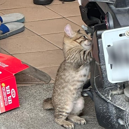 cats with jobs 🛠 tweet media
