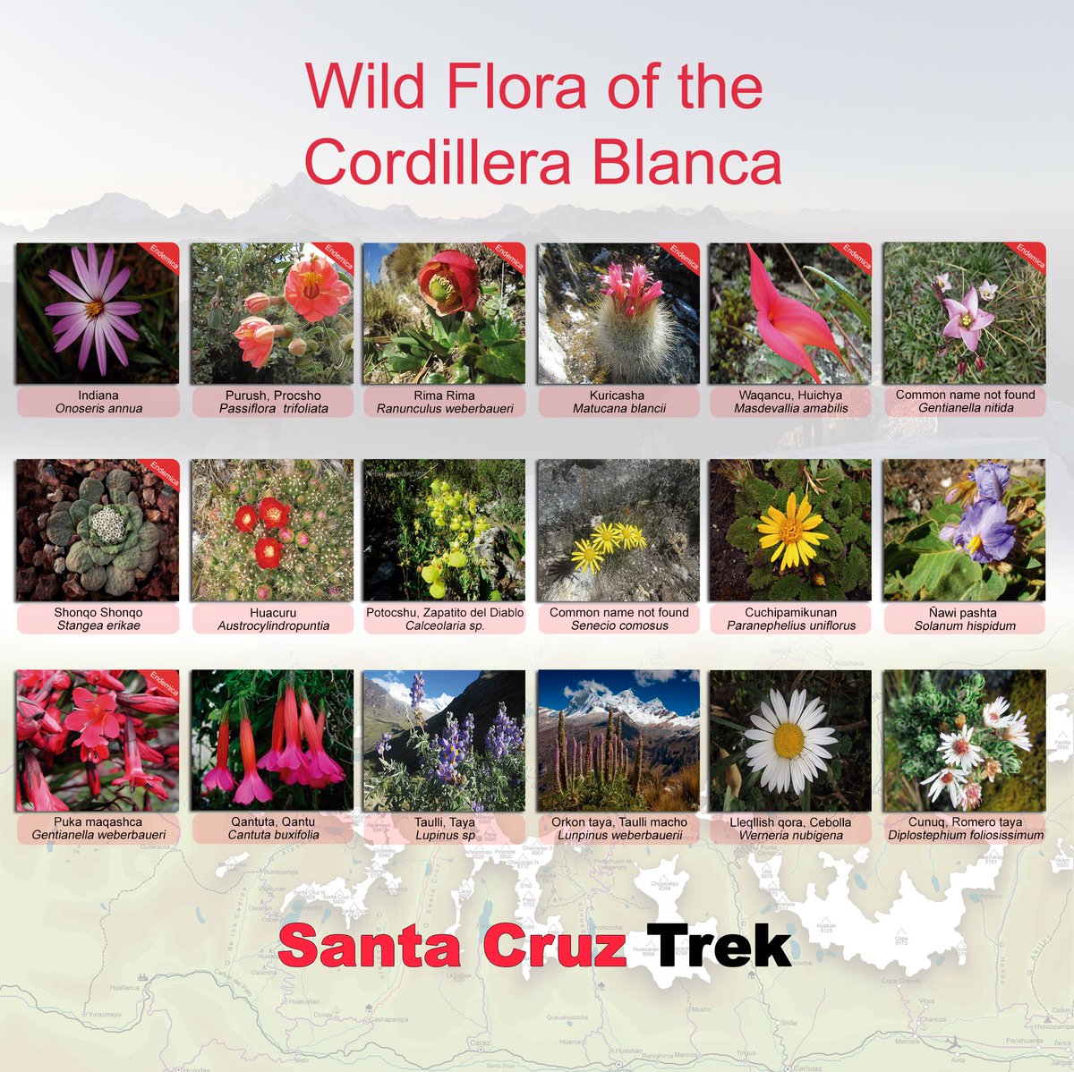 SantaCruzMap's tweet image. Flora de la Cordillera Blanca.