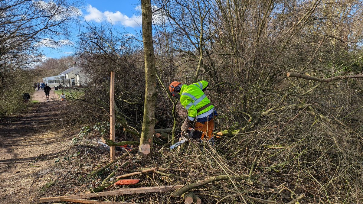 Over at Thrybergh Country Park today assisting Jasper with some more hedge laying works 👍🏻
