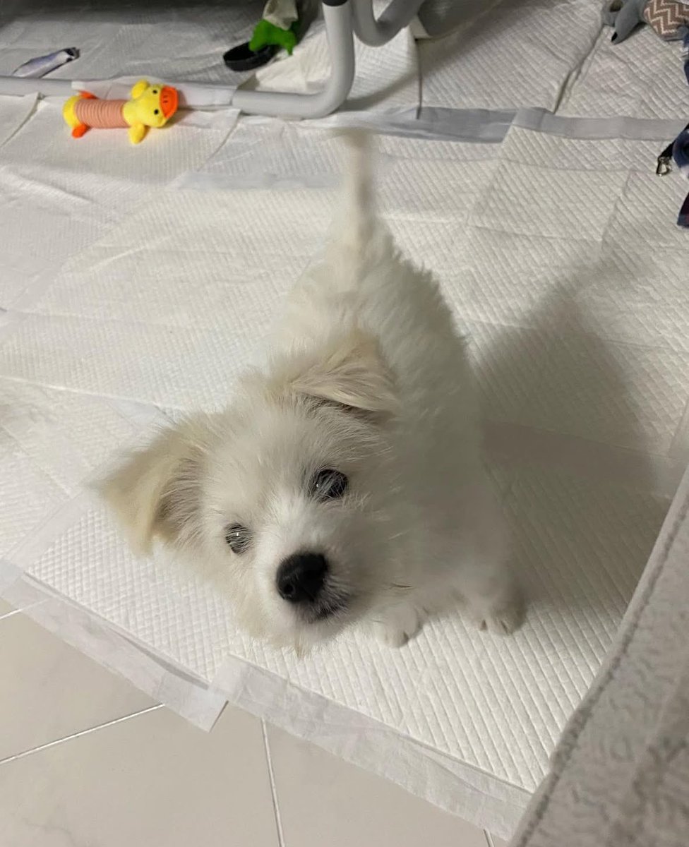 기웃기웃.. 코웃코웃..