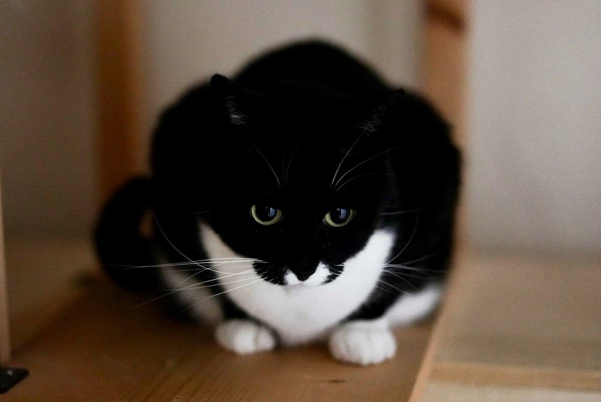 4匹の楽しいおうち on X