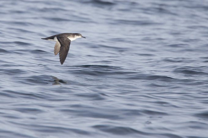 🌊La pardela #balear, el ave marina más amenazada en Europa.

🐣 Cría en Baleares.
🌉 Cruza el Estrecho.
❄️ Pasa el invierno en el Golfo de Vizcaya.

💙Es la única ave marina que es endémica en España.