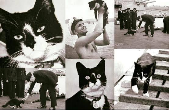 The GOOD Meow tweet media