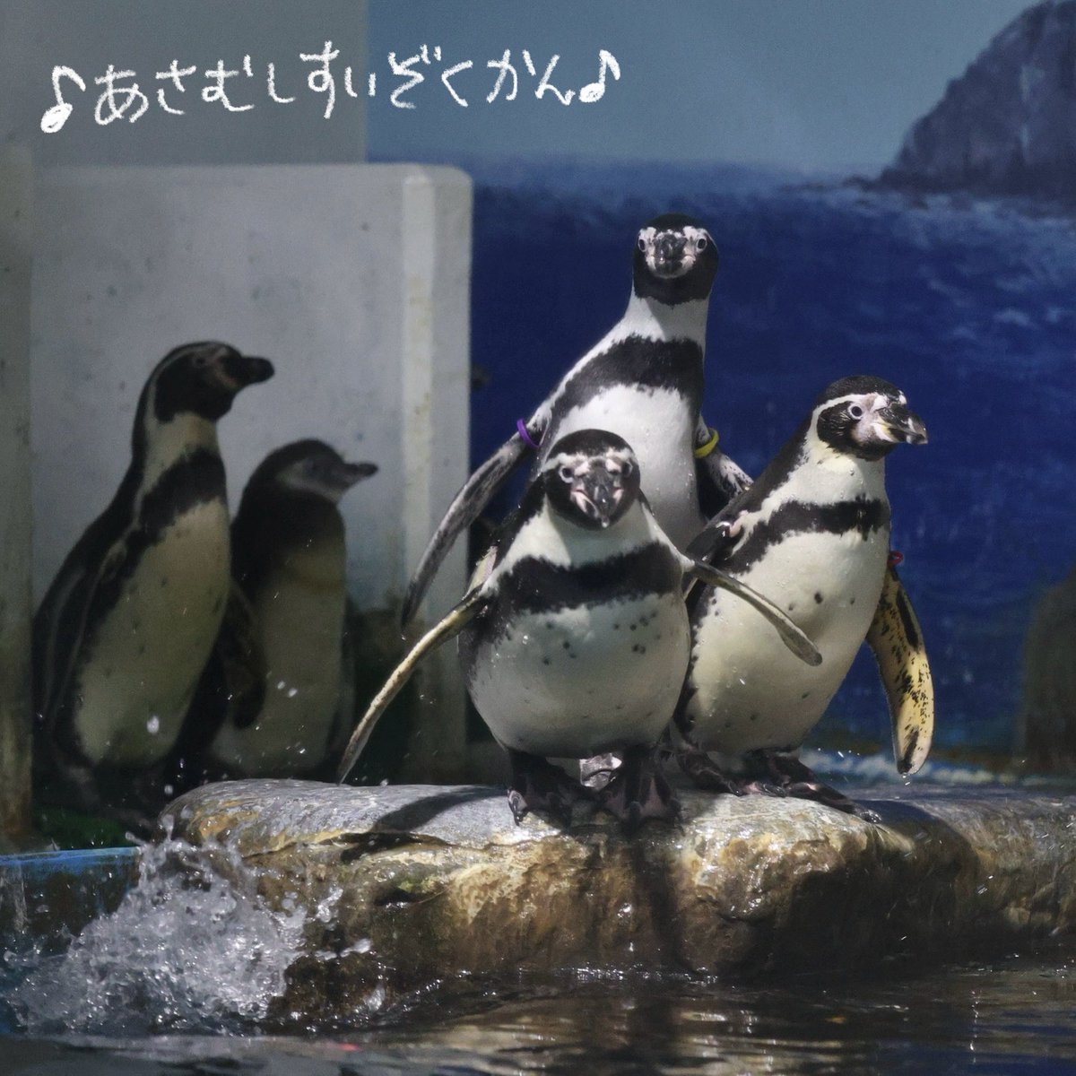 _98pen's tweet image. 浅虫水族館に行ってから
テーマソングにはまりすぎて
YouTubeをエンドレスリピートしてます

寂しがるここるちゃんのために浅虫の海の仲間が家族に変装してあげてるところが
お気に入りです🫶

また行きます🙋‍♀️

 #浅虫水族館 
#フンボルトペンギン