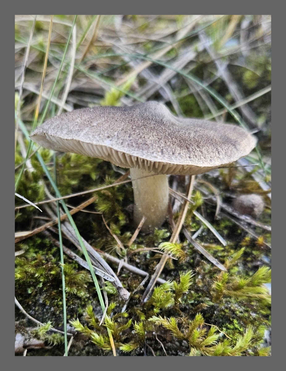 #KleurInDeNatuur dag 27 #Zilver of grijs rgb 100 100 100. Je kunt de kleurstof maken met as.  Zie alt-tekst voor uitleg over de foto