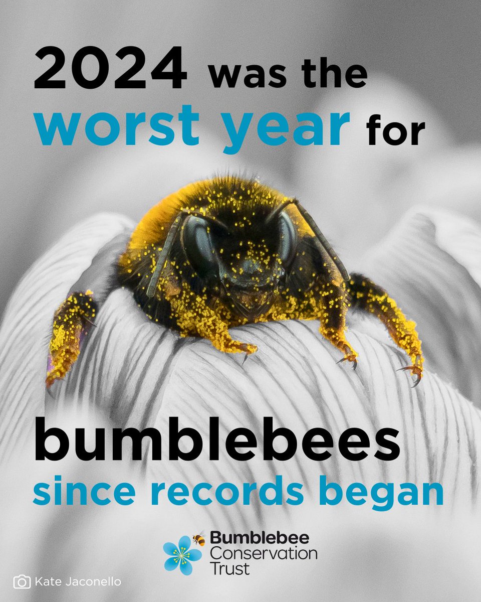 Bumblebee Conservation Trust (@bumblebeetrust) on Twitter photo Itās official, 2024 was the worst year for bumblebees since records beganšØ
The latest findings from #BeeWalk, our national bumblebee monitoring scheme, have revealed bumblebee numbers declined by almost a quarter (22.5%) across Great Britainš
Read on: bumblebeeconservation.org/british-bumble⦠Itās official, 2024 was the worst year for bumblebees since records beganšØ
The latest findings from #BeeWalk, our national bumblebee monitoring scheme, have revealed bumblebee numbers declined by almost a quarter (22.5%) across Great Britainš
Read on: bumblebeeconservation.org/british-bumbleā¦