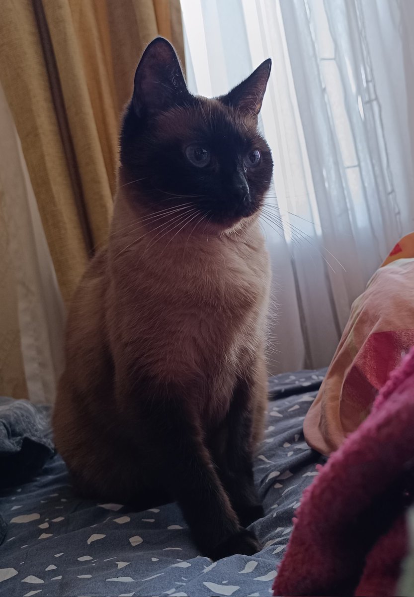🐾Snegi🐾 tweet media