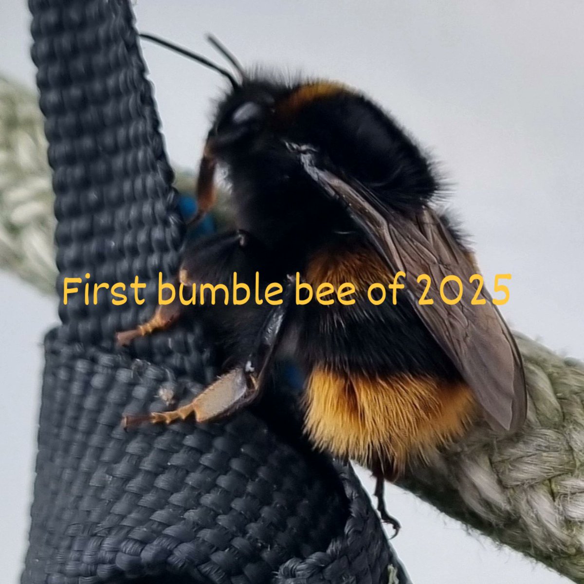 HOPECHILDCARE1's tweet photo. @BumblebeeTrust We saw our first bumblebee of 2025 in the garden.  Looked quite big #queenbee 🐝 https://t.co/WRzL3sJ3b2