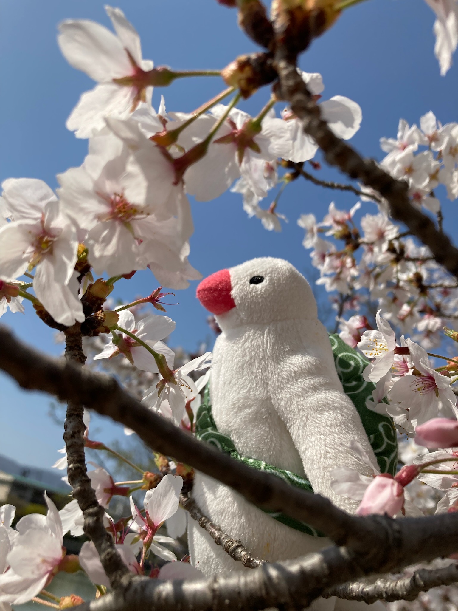 ふろしき文鳥 on X: 