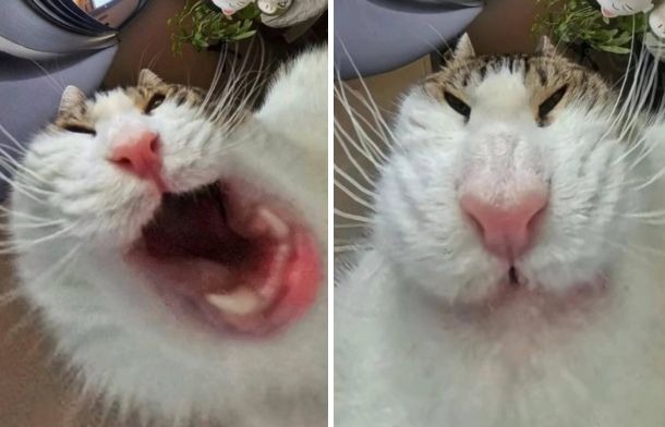 笑い猫 ネコの給餌器にカメラを取り付けた結果 こんなん笑ってしまう笑
