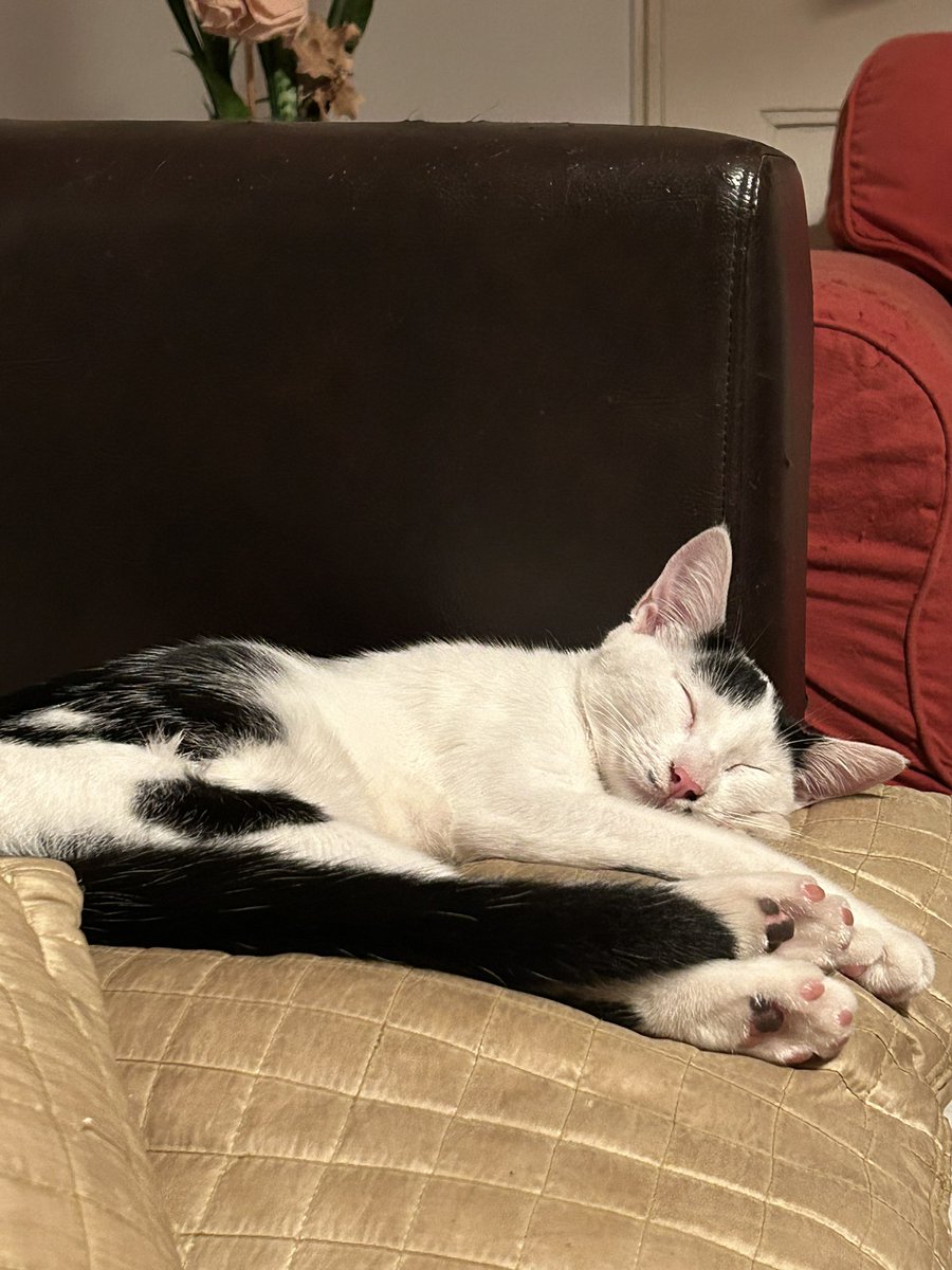 mi gata esta asi y yo estoy como una pelotuda estudiando