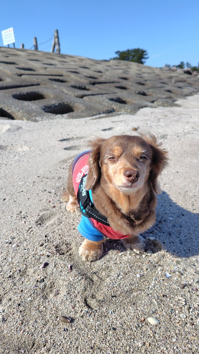 Forester_572's tweet photo. 海が呼んでる🐕‍🦺

#ミニチュアダックス
#プラムケンネル
#短足犬
#チョコタン
#お散歩
#姫散歩
#湊山公園
#JuliusK9
#ユリウス・ケーナイン
#K9 https://t.co/wd4tMzXGQb
