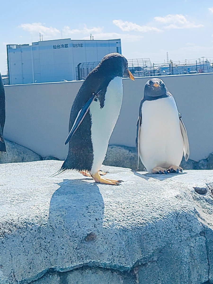 仙台に来ています 