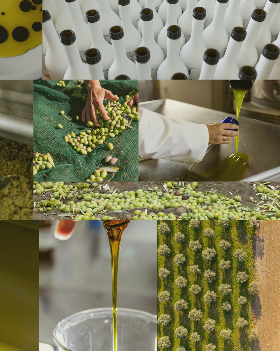 scasanjuan's tweet photo. ✨ Detrás de cada gota de #OLIOA hay una historia de esfuerzo, tradición y excelencia 🌿💛 Nuestro #AceitedeOlivaVirgenExtra nace en los campos de #Villargordo, donde cada #aceituna es recogida al vuelo 🍃🫒 evitando el contacto con el suelo y preservando su frescura. https://t.co/2719BUdpHQ