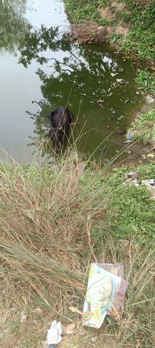 sarvutkarsh's tweet photo. @DmAmethi महोदया एक गौवंश कल रात्रि से ब्लॉक अमेठी के खेरौना गांव सहकारी समिति के पीछे गहरे तालाब के किनारे के कीचड़ में फंस गया है,जो खुद से निकल पाने में असमर्थ हैं कृपया उसे निकलवाने की कृपा करें। @cdoamethi  @UPGovt @yogitabhayana @Uppolice 
@amethipolice  @ABVPVoice https://t.co/I04RxQPsZZ