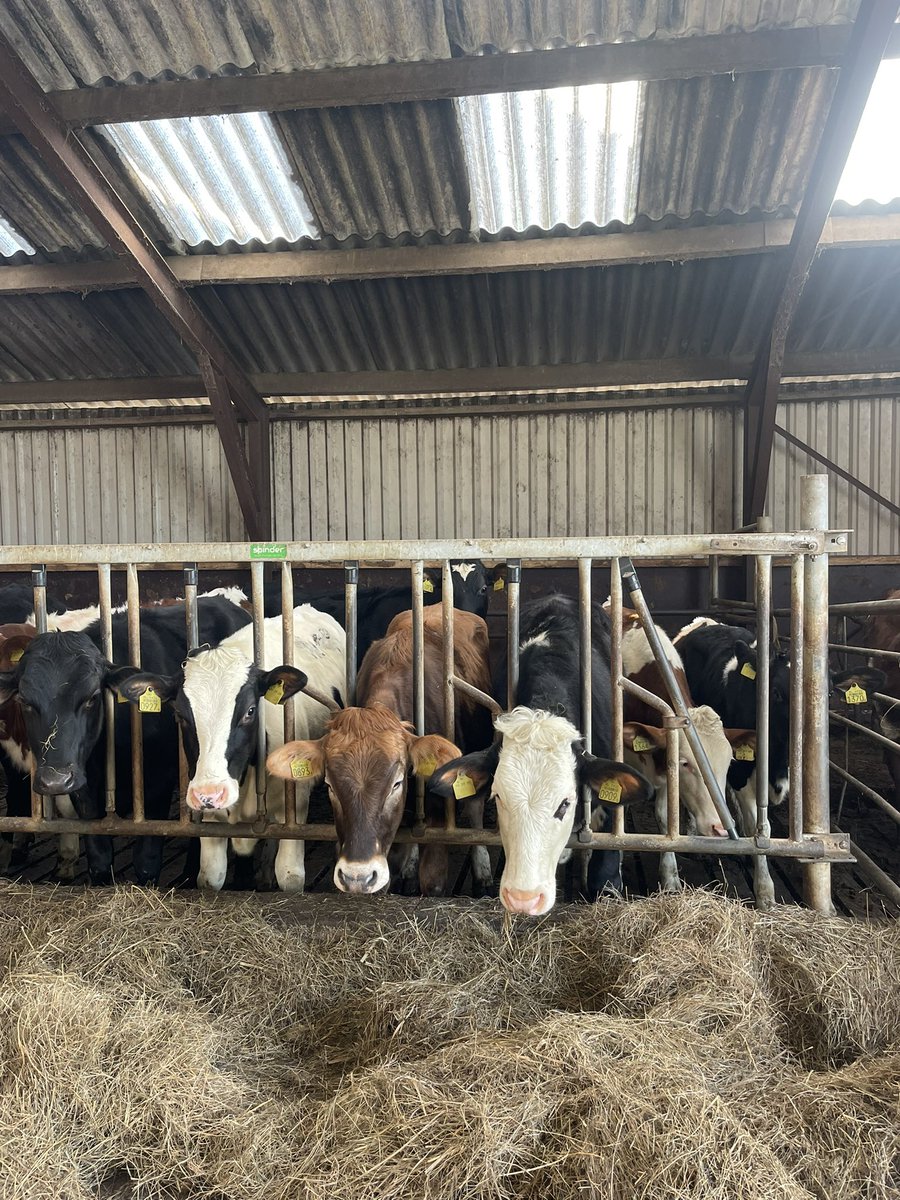 Gister een mooie dag op pad met de fractie! 🙌 Eerst op werkbezoek bij paprikateler Vink Sion in Beetgum, samen met <a href="/CDAWaadhoeke/">CDA Waadhoeke</a> . Daarna in gesprek met familie Breeuwsma in Aldeboarn-De Deelen over Veenweide. Waardevolle en inhoudelijke ontmoetingen!