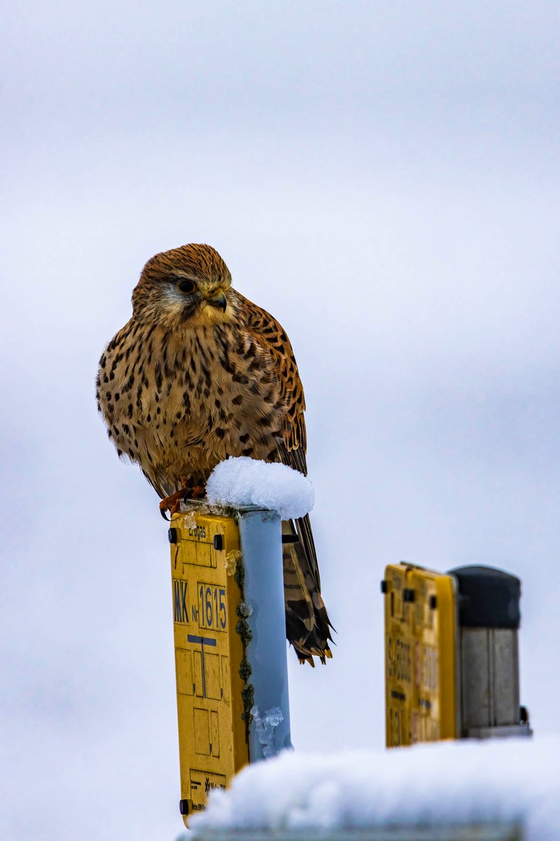 Turmfalke (Falco tinnunculus) #canon #canondeutschland #sigma_deutschland #sigma150600 #canonr7 #nature #naturephotography #naturelovers #bird #birdphotography #birdwatching #kestrel