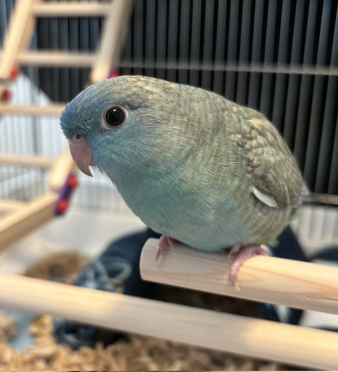 DevoidFire's tweet image. 家族が増えました！！！🦜