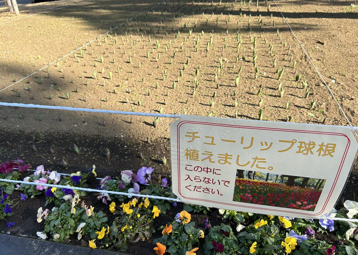 早くも2月もあと1日、横浜公園のチューリップは芽が出てきていました。「Local book store Kita.」もライトがついて春めいています。そして新しい個性派店主さんが増えています♪
「magic hour」(11番)も本を補充しました。