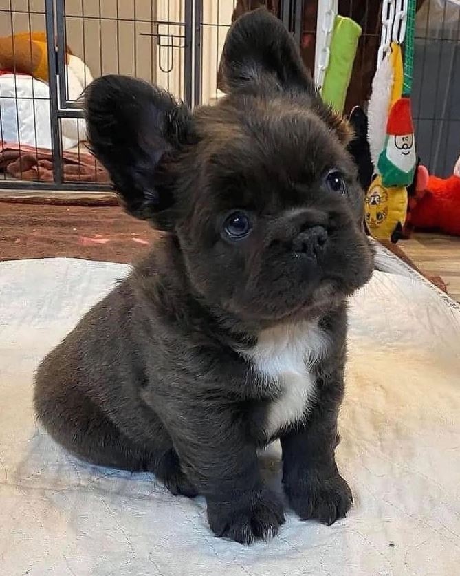 TweeetsOfDogs's tweet photo. No one like me I'm too black https://t.co/eXHS70y2iJ