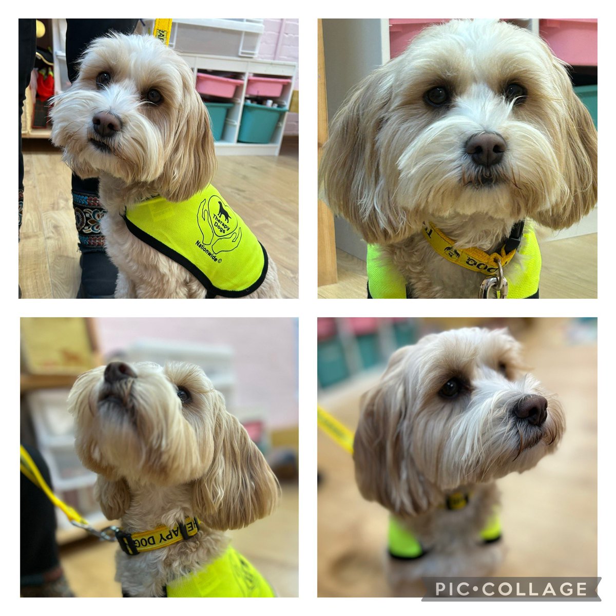 We have loved meeting Ronnie the Therapy Dog today. 
Her superpower is her super heart and and we love her already. 
#oasisacademies 
#nurture 🌈
