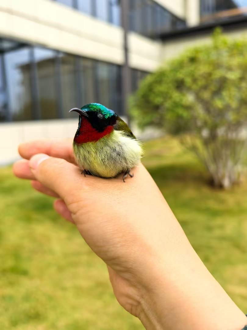 Mr. Cat 风度猫³ tweet media