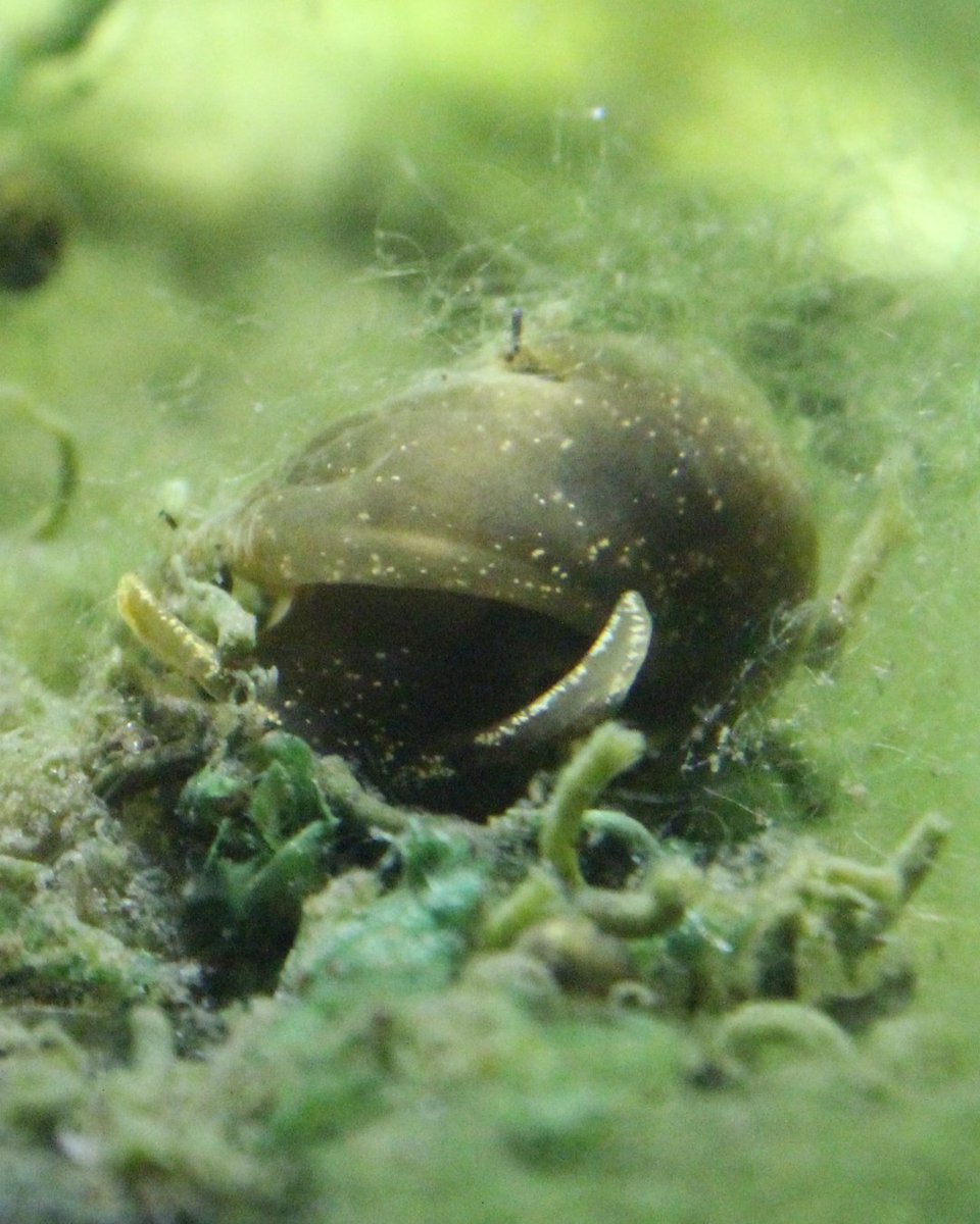 💧 Lakes are home to a range of plants and animals from tiny crustaceans to freshwater plants. Some lakes are also vital habitats for rare and threatened freshwater wildlife such as the Glutinous Snail. 🐌 

Find out more: freshwaterhabitats.org.uk/habitats/lakes/
📸 by Ian Hughes