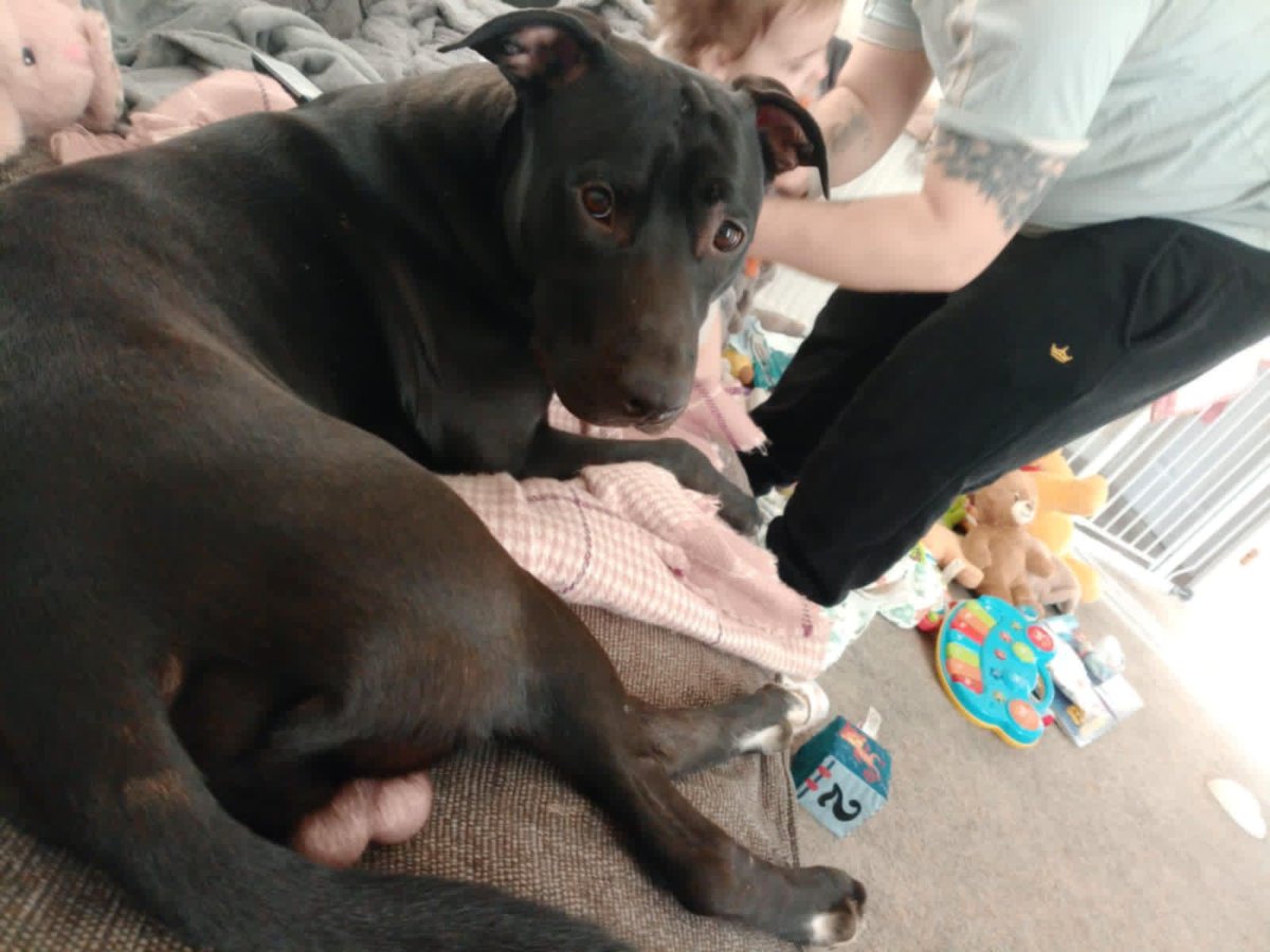 Animal Adoptions UK 🐕‍🦺🐈🐎❤️ tweet media