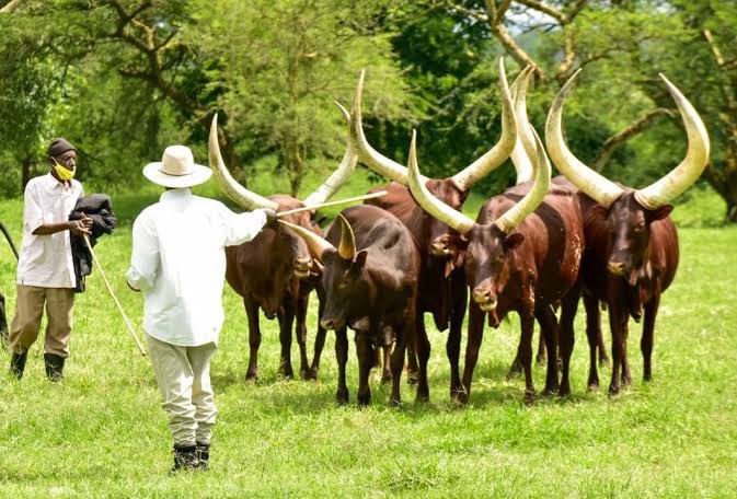 mugoneroderrick's tweet photo. In Busoga you need to sell 75kgs of dried Cassava at 200UGX each to afford 1 kg of beef at 15,000UGX. 
It isn’t about the poor people affording a cassava flour meal. They should be able to afford education( a 4 quire book costs 10,000UGX equivalence of 50kgs of cassava. https://t.co/b5wNvyweal