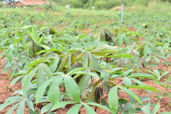 mugoneroderrick's tweet photo. In Busoga you need to sell 75kgs of dried Cassava at 200UGX each to afford 1 kg of beef at 15,000UGX. 
It isn’t about the poor people affording a cassava flour meal. They should be able to afford education( a 4 quire book costs 10,000UGX equivalence of 50kgs of cassava. https://t.co/b5wNvyweal