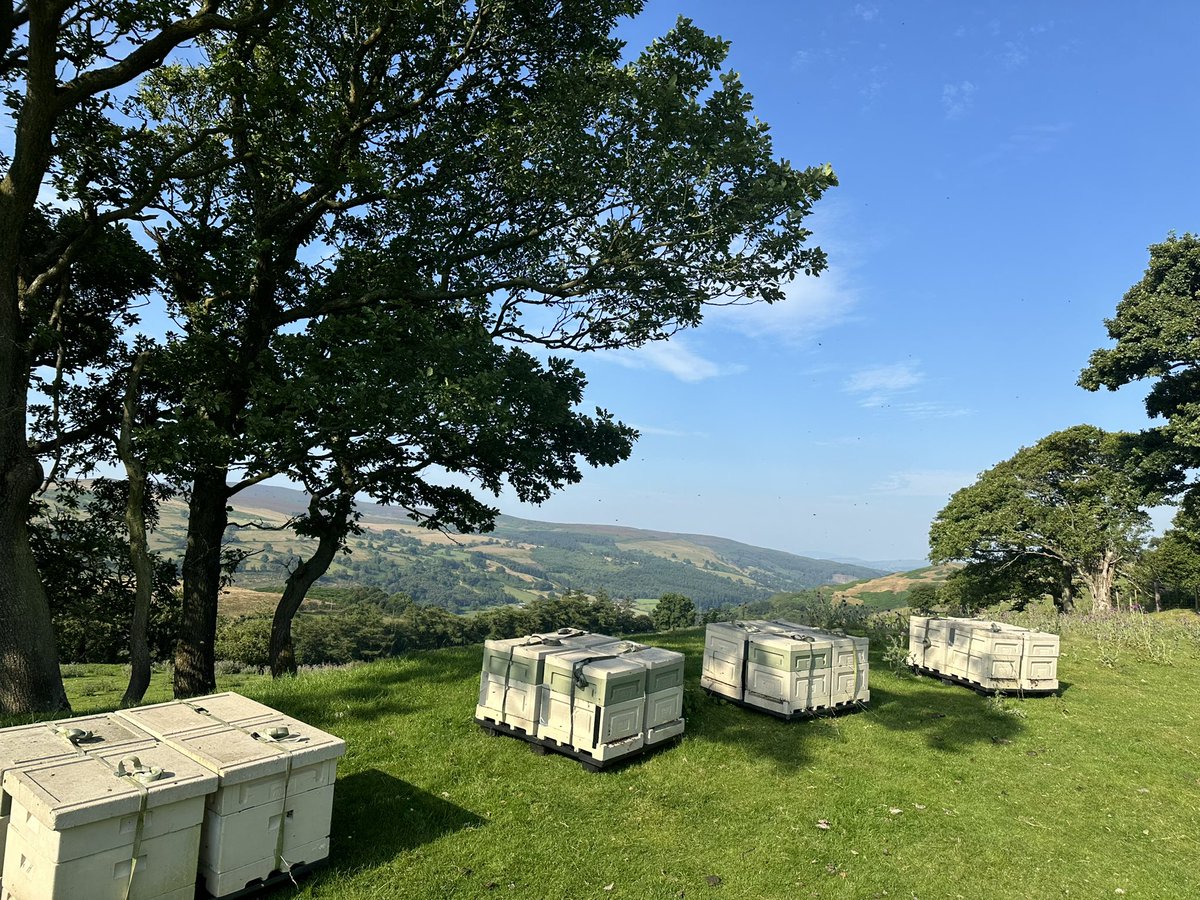 Can you help? We are looking for additional new sites for bees in North Wales for the approaching season. Opportunities for multiple sites of particular interest. Please get in touch. 

Border Honey is an established family business based in North-east Wales.