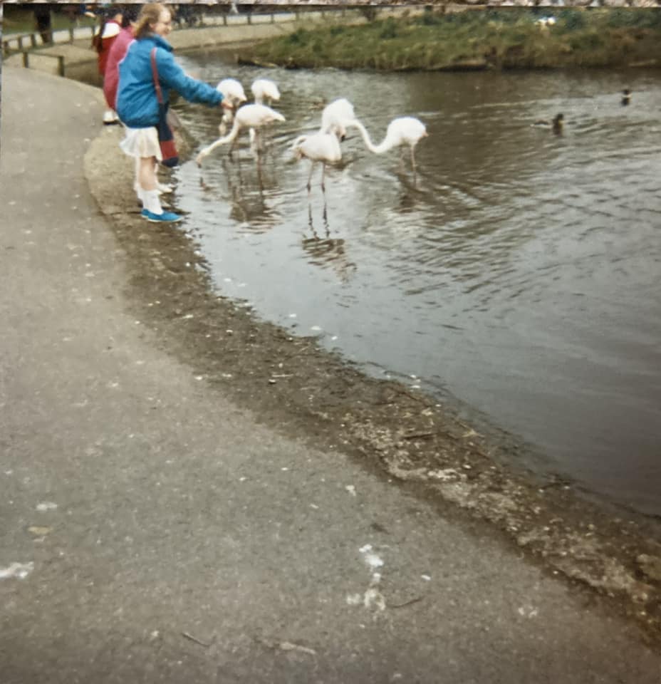 WWT Martin Mere (@wwtmartinmere) on Twitter photo Throwback to around 40 years ago...
Thanks to Kerry Mawdsley for sharing these pictures of herself, sister & friend. Kerry remembers coming here a lot with her nana! The stepping stones and flamingos are still here today!
Have any stories or photos? Share them with us! Throwback to around 40 years ago...
Thanks to Kerry Mawdsley for sharing these pictures of herself, sister & friend. Kerry remembers coming here a lot with her nana! The stepping stones and flamingos are still here today!
Have any stories or photos? Share them with us!