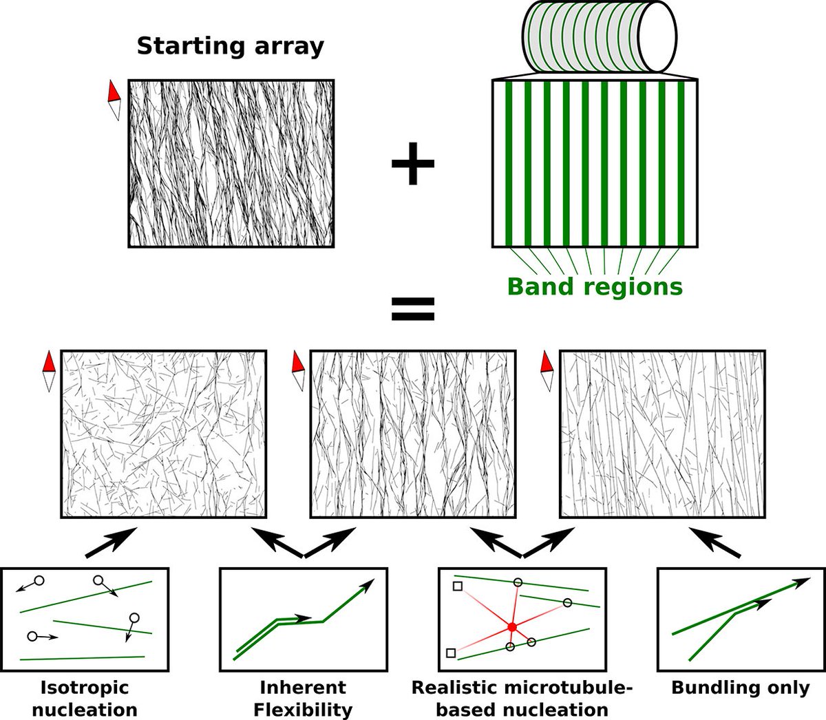 qpb_journal's tweet image. 🚨New Article 🚨
"Microtubule flexibility, microtubule-based nucleation and ROP pattern co-alignment enhance protoxylem microtubule patterning"
By Bas Jacobs et al.
👉cambridge.org/core/journals/…
#microtubule #stochasticsimulation @MarcoSaltini1
@WURplant