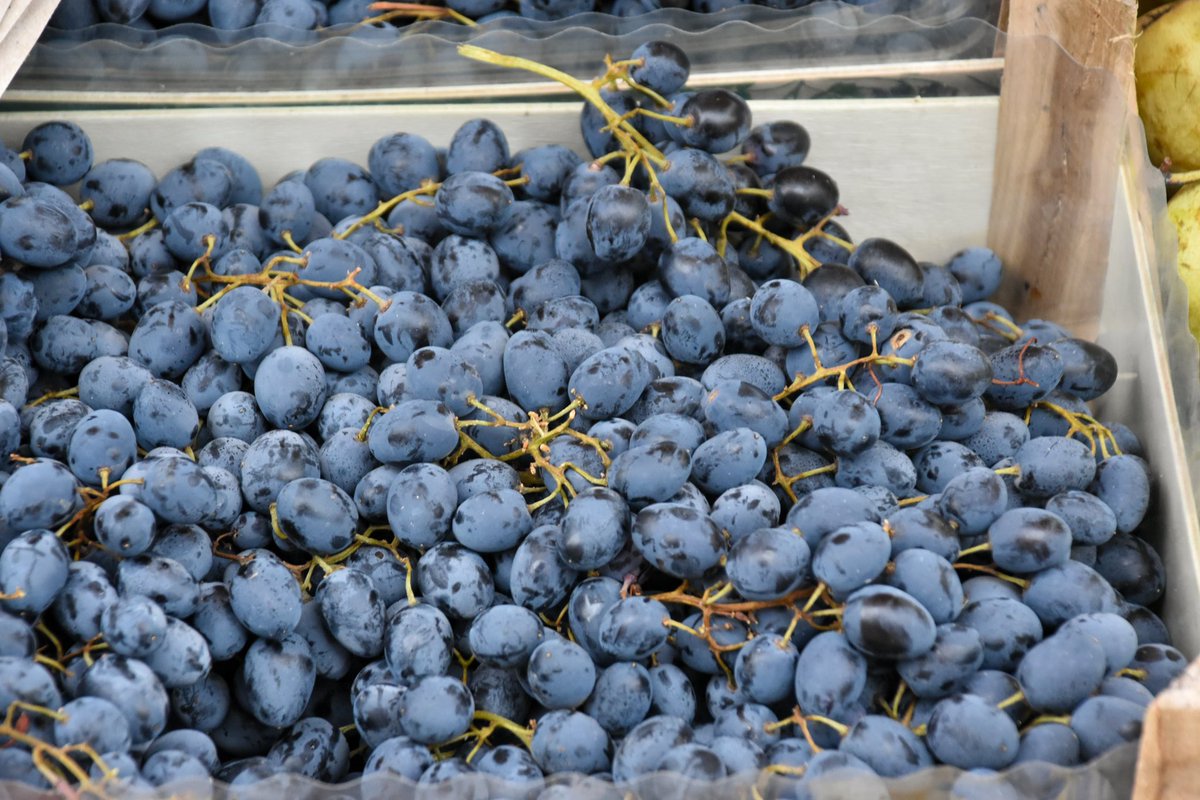 Tregu i Lëvizshëm i vendosur në Njësinë Administrative nr. 7️⃣ me tezgat e tij të reja, i jep ngjyra edhe ditëve të zbehta me shi ☔️ Na vizitoni për të blerë produkte të freskëta dhe organike 🍊🍐🍎🍋‍🟩🍋🥑