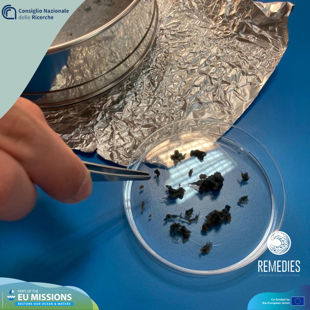 remedies_EU's tweet image. 🔬 Students from IIS  Majorana Maitani dive into scientific research at OrvietoScience2025 with the support of @CNRsocial_ 

#OrvietoScience2025 #Microplastics #EnvironmentalResearch #StudentScientists #REMEDIESforOcean #CNR&quot;