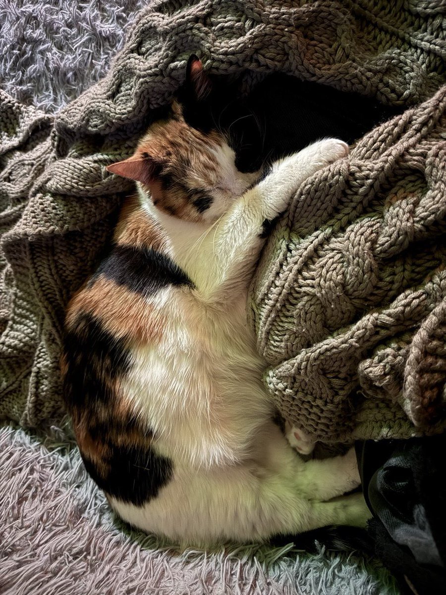 VasilySilver's tweet photo. Настроение на день 😸 https://t.co/AKa5pK3BqB