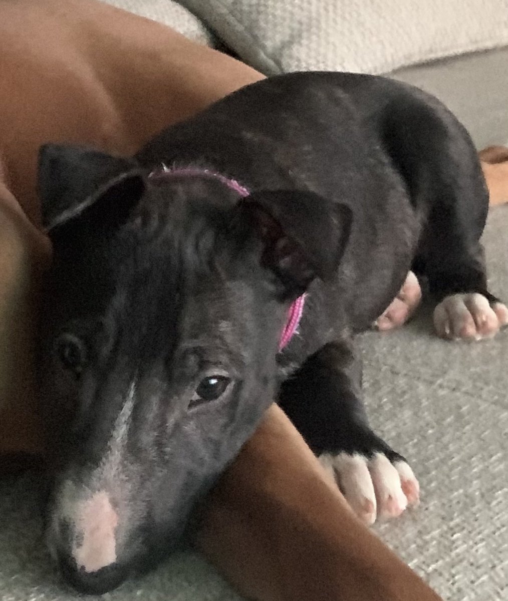 ASMR Janina 👸🏼 tweet media