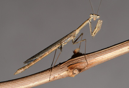 Zootaxa's tweet image. Sinaiella azadi sp. nov. (#Mantodea: Toxoderidae); a new praying mantis species from Western Asia (Iran and Armenia) 
mapress.com/zt/article/vie… 
#Taxonomy